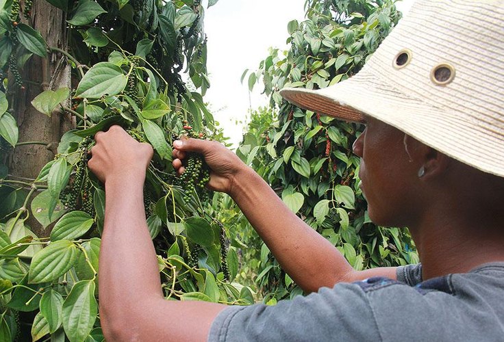 Bactérias beneficiam o cultivo de pimenta-do-reino e podem reduzir o uso de produtos químicos