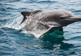 Vida subaquática é ameaçada à medida que guerra com o Irã se prolonga