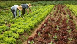 Saiba a importância da agricultura familiar para o agro