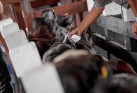 37º Expo Bacia discutirá medidas para retirada da vacinação contra Aftosa
