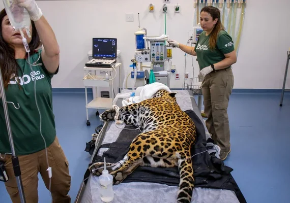 Onça-pintada recebe 1ª transfusão de sangue da espécie no Brasil