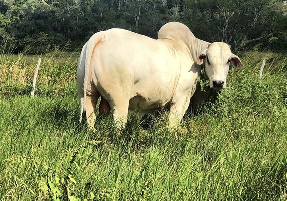 Rebanho Varrela é destaque em melhoramento genético no mercado do nelore