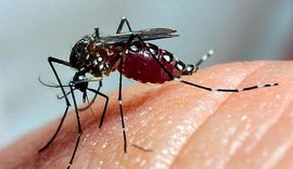 Infectologista revela possível surto nos casos de dengue em Alagoas