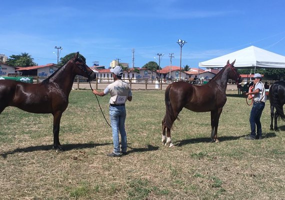 9ª Expoalagoas Genética integra pecuária do Nordeste