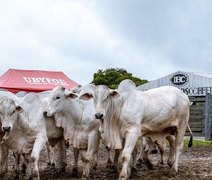 Genética IBC consolida padrão de excelência e prepara pista de negócios para Agro Feira