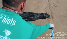 Lobo-marinho é encontrado morto em Feliz Deserto