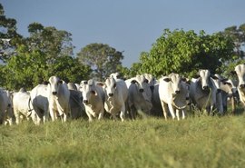 Boi gordo tem ritmo lento com feriado na próxima terça