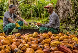 Coopcacau realiza 3º Encontro Estadual dos Produtores de Cacau em AL