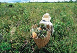 Produtores rurais já podem fazer o Ato Declaratório Ambiental para o Ibama; confira