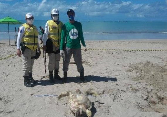 Tartarugas são encontradas mortas na Pajuçara