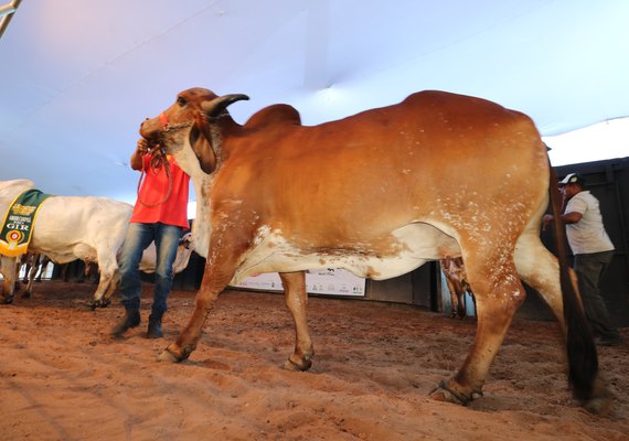 4º Genética de Berço terá facilidades no parcelamento de compras