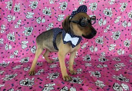 FOFURA: Feira de Adoção realizada no Maceió Shopping assegura cinco adoções responsáveis