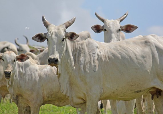 Nelore CEIP Alagoas disponibiliza genética melhoradora