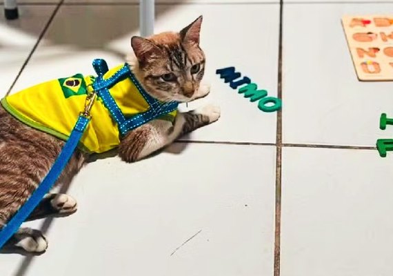 Gato desaparecido em Arapiraca é achado a 600 km de distância