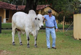 Nelore Positivo investe em técnica desenvolvida pela ABCZ