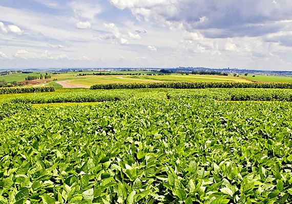 Nova soja convencional combina produtividade e controle de plantas daninhas