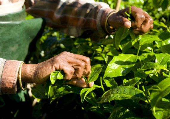 Trabalhadores rurais têm direito a desconto na tarifa de energia
