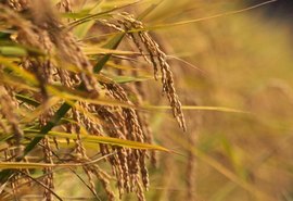Índia registra primeiro arroz editado geneticamente para cultivo comercial