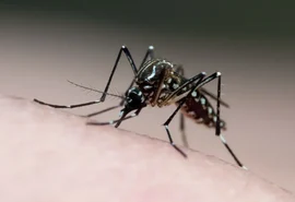 Brasileiros publicam maior estudo já realizado sobre sequelas do zika vírus