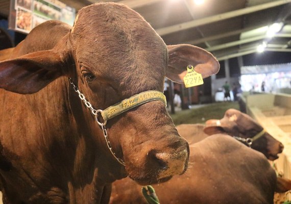 Raça Santa Gertrudis é investimento para cruzamento industrial