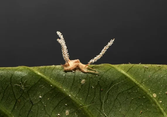 Pesquisadores encontram nova espécie de fungo 'zumbi' em aranhas brasileiras