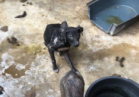 Abrigo de animais em AL que foi destaque no Caldeirão do Huck é denunciado por maus-tratos