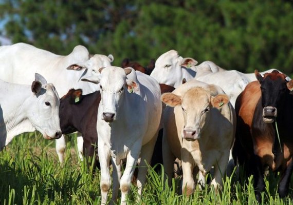Aberta consulta pública sobre descarte de carcaças e resíduos da pecuária