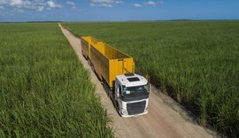 Programa da Ufal promove a liberação de novas variedades de cana-de-açúcar