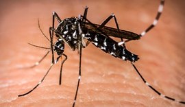 Casos de dengue crescem nos últimos meses em Alagoas