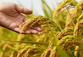 É mentira que arroz importado terá agrotóxicos proibidos no Brasil