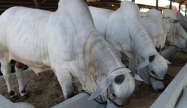 Proximidade da 69ª Expoagro/AL estimula setor