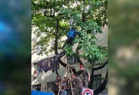 Vídeo: paraquedistas erram trajetos e caem em ruas e árvores no Rio