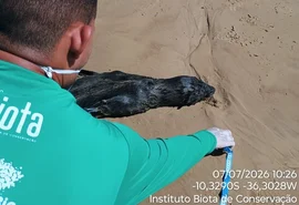 Lobo-marinho é encontrado morto em Feliz Deserto