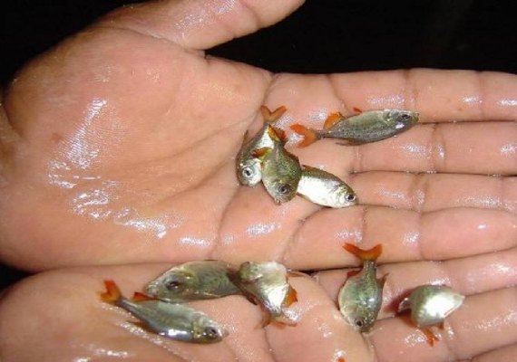 Secretaria de Meio Ambiente entrega 10 mil alevinos para produtores