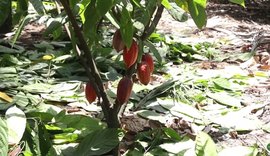 Poda estratégica do cacau impulsiona produtividade e sustentabilidade na Zona da Mata alagoana