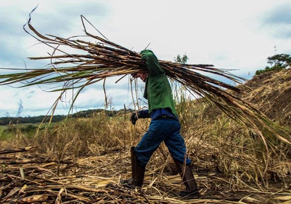 Produção agropecuária de Alagoas soma R$ 2,8 bilhões em 2020