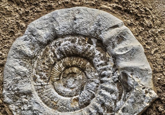 Fósseis raros de 340 milhões de anos são encontrados em muro de pedra