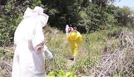 Parceria entre usina e apicultores une produção e preservação ambiental na Barra de São Miguel