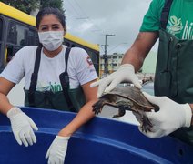 Cágados são resgatados após fugirem do Riacho Salgadinho devido às fortes chuvas