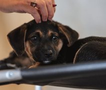 Lei regulamenta guarda compartilhada de animais de estimação