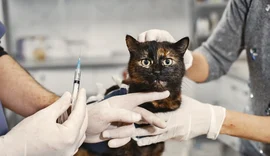 Mitos sobre gatos vira-latas podem colocar a saúde dos pets em risco