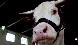 Demanda dos EUA por carne bovina abre janela estratégica para Brasil e Mercosul