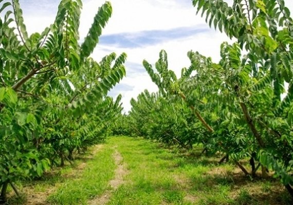 Agropecuária lidera desempenho da economia no 1º trimestre