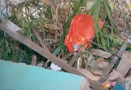 Deslizamento de barreira destrói parte de casa no Flexal de Cima