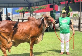 Gir Leiteiro é considerada uma das raças mais competitivas da Expoalagoas Genética