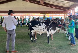 Nelore Pintado estreia na Expoagro-AL e atrai criadores do Nordeste