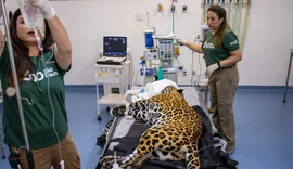 Onça-pintada recebe 1ª transfusão de sangue da espécie no Brasil