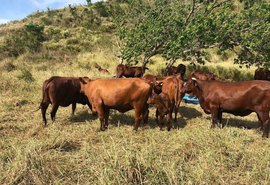 Leilão 3 Histórias destaca força da raça santa gertrudis