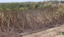 Nova variedade de cana resiste a período seco e se destaca em Alagoas