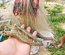 Alagoas produz 1,9 mil toneladas de camarão em 2025, aponta IBGE